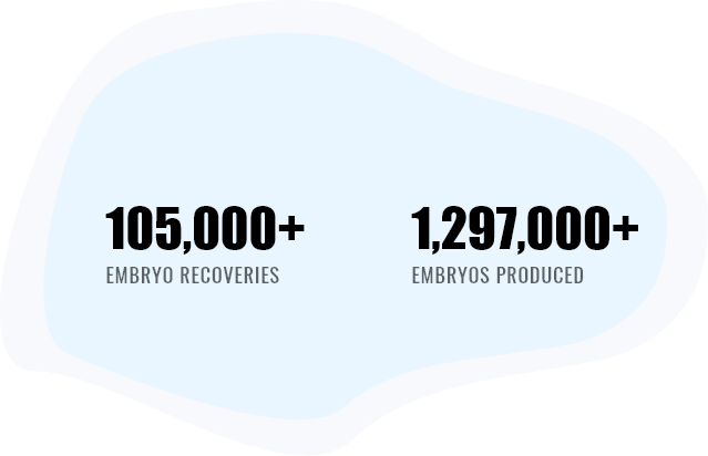 embryo flush production stats